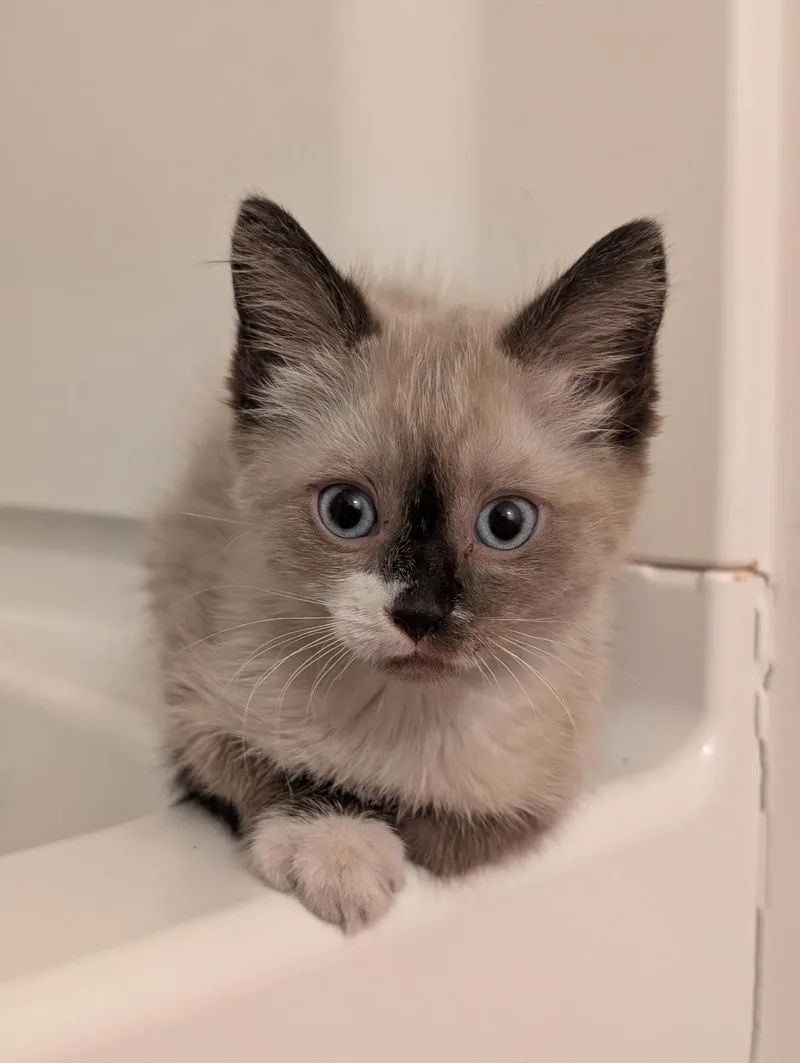Lily thumbnail 2