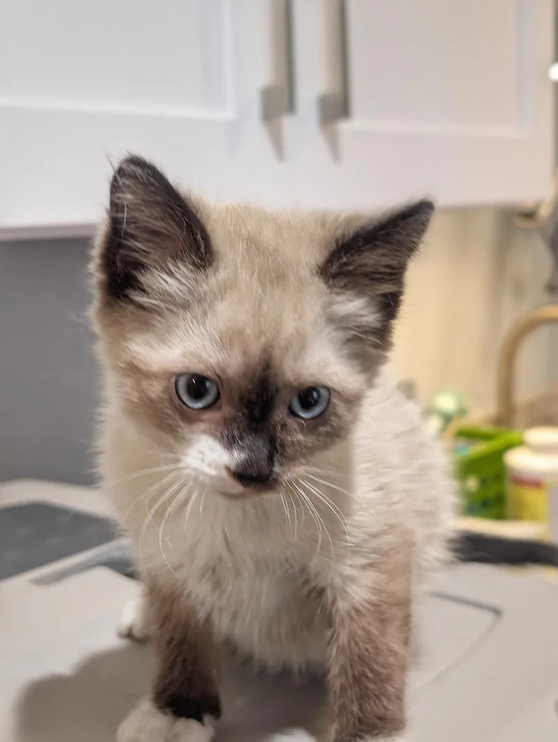 Lily thumbnail 3