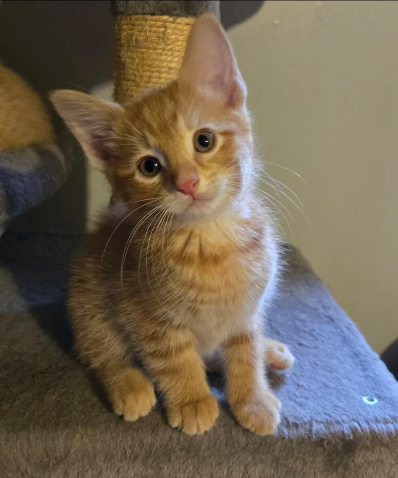 A baby medium-sized male Tabby (Orange / Red) Domestic Short Hair cat named Fuzzy Navel for adoption in Lincoln, NE