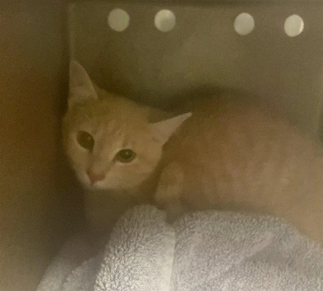 A young medium-sized female Domestic Short Hair cat named Reba for adoption in Clyde, NC