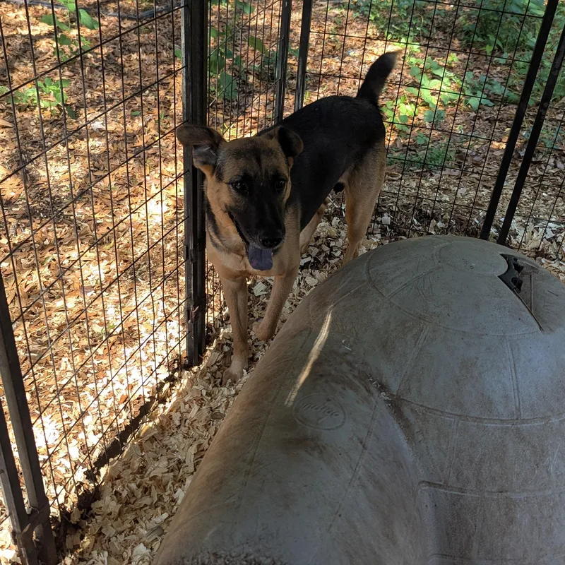 A young large-sized female German Shepherd Dog dog named Susie Q for adoption in Fosters, AL