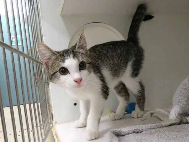 A baby small-sized female Domestic Short Hair cat named Jill for adoption in Oklahoma City, OK