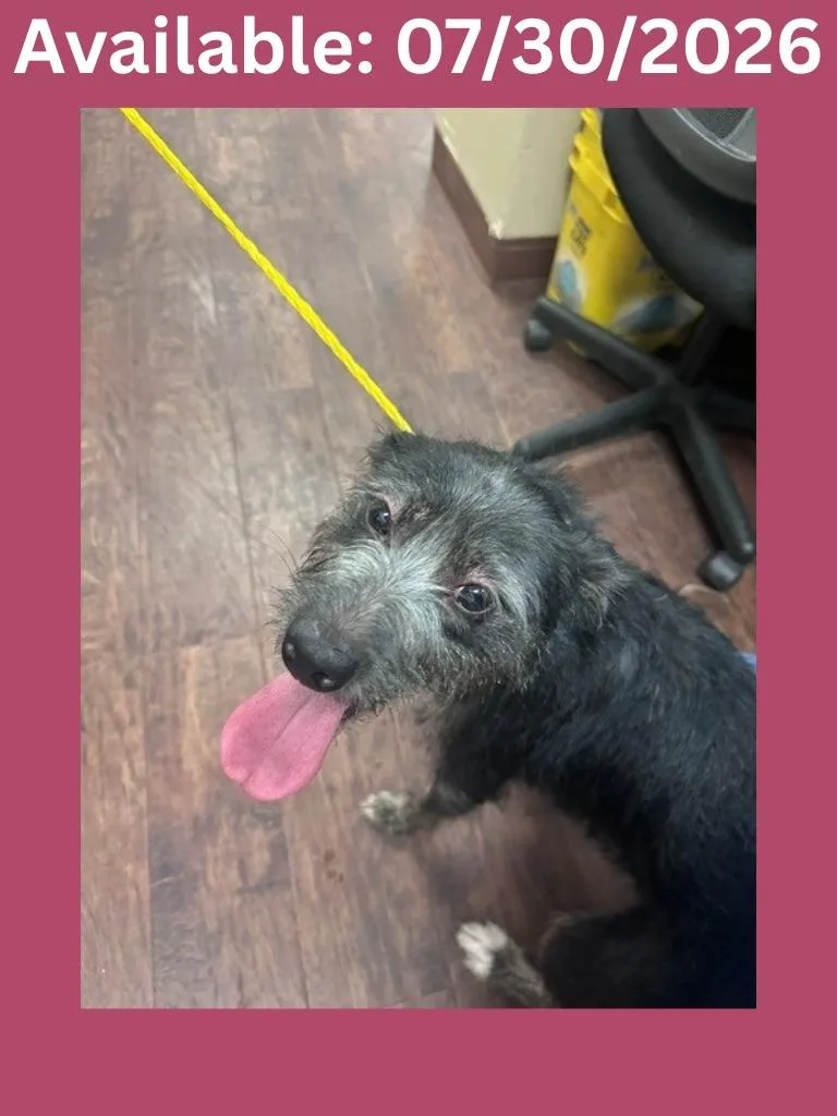 An adult medium-sized female Terrier dog named Dog Kennel Daisy for adoption in Greenville, TX
