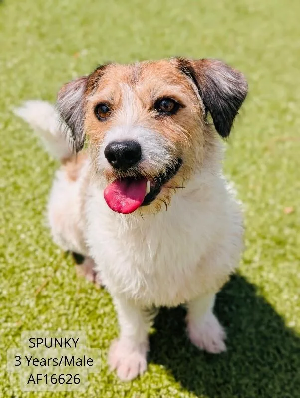An adult small-sized male White / Cream Wirehaired Terrier dog named Spunky for adoption in Supply, NC