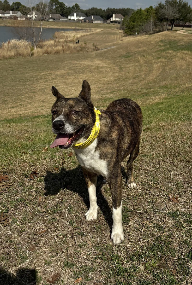 Machi Fun Buddy! thumbnail 3