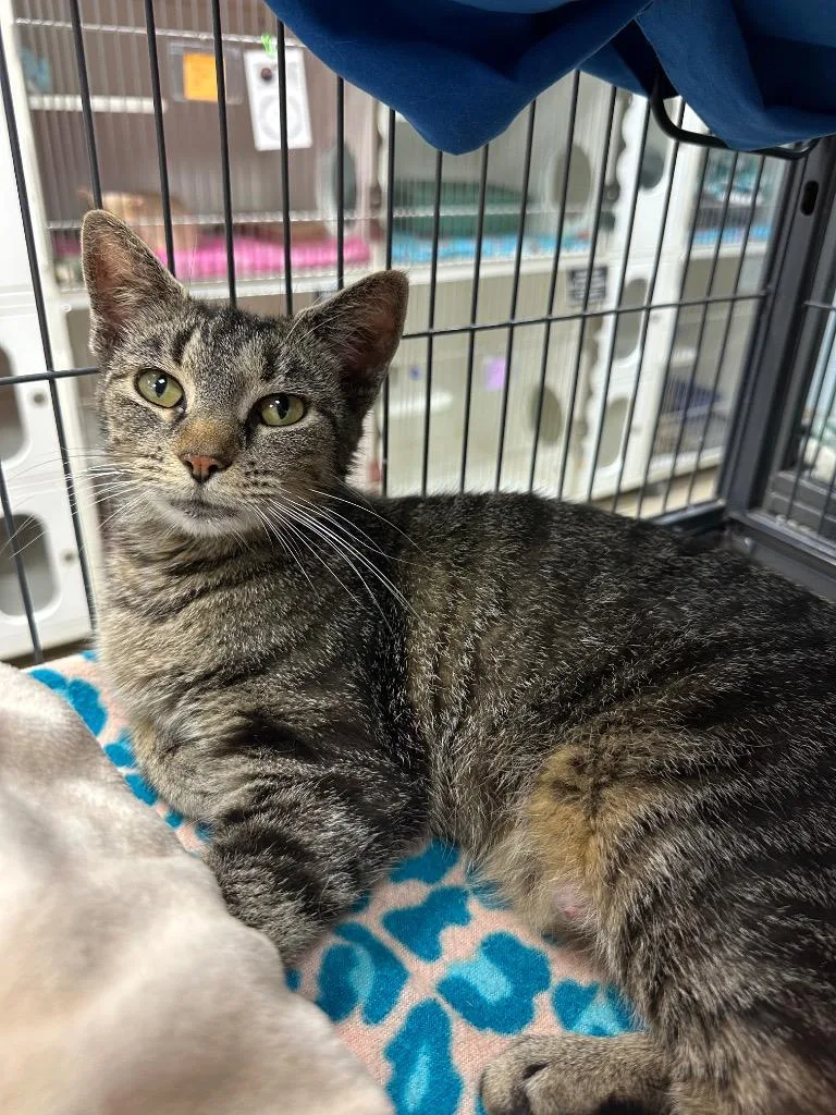A young small-sized female Domestic Short Hair cat named Pogo for adoption in Johnson City, TN