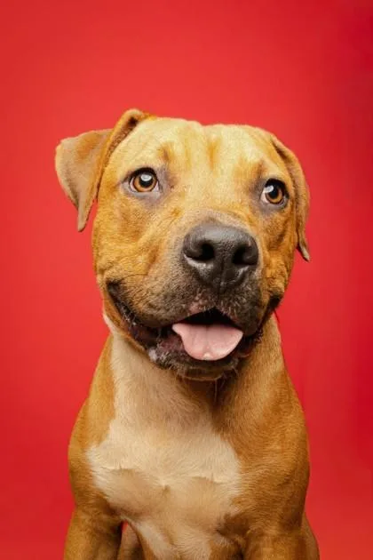 A young medium-sized male Yellow / Tan / Blond / Fawn Pit Bull Terrier dog named Orion for adoption in Jackson, GA