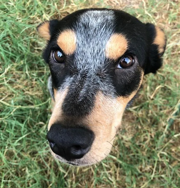 A young medium-sized male Tricolor (Brown, Black, & White) Australian Cattle Dog / Blue Heeler dog named Zeno for adoption in Clinton, UT