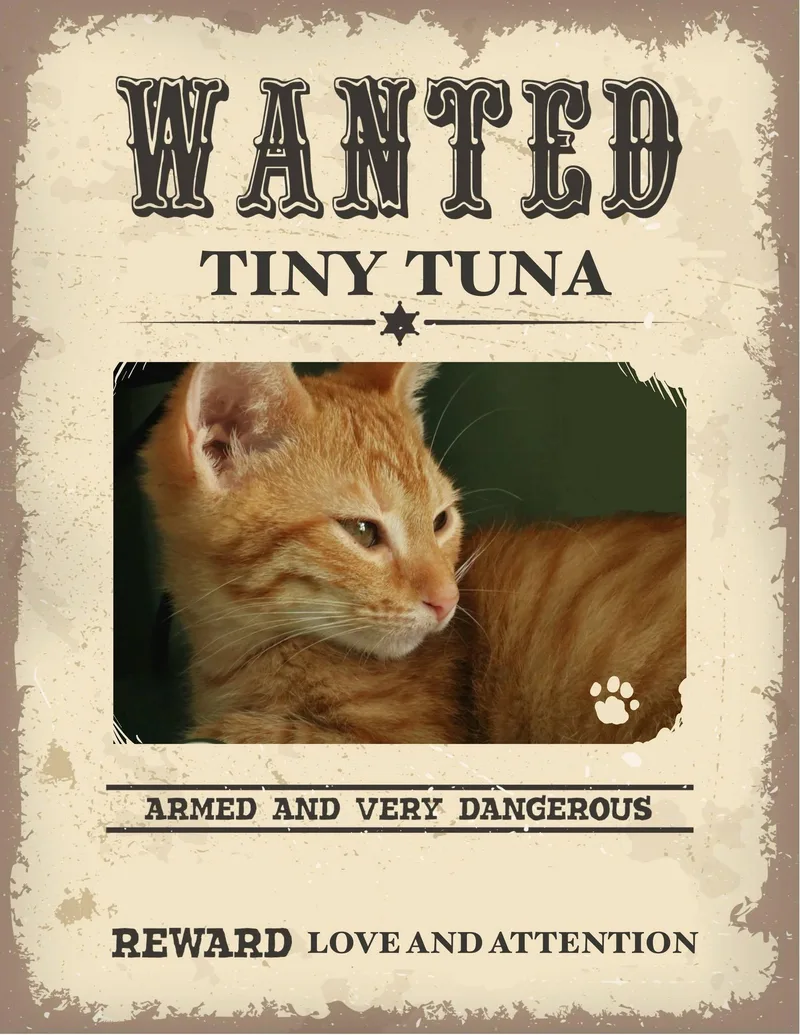A baby small-sized male Orange / Red Domestic Short Hair cat named Tiny Tuna for adoption in Clarksville, TN