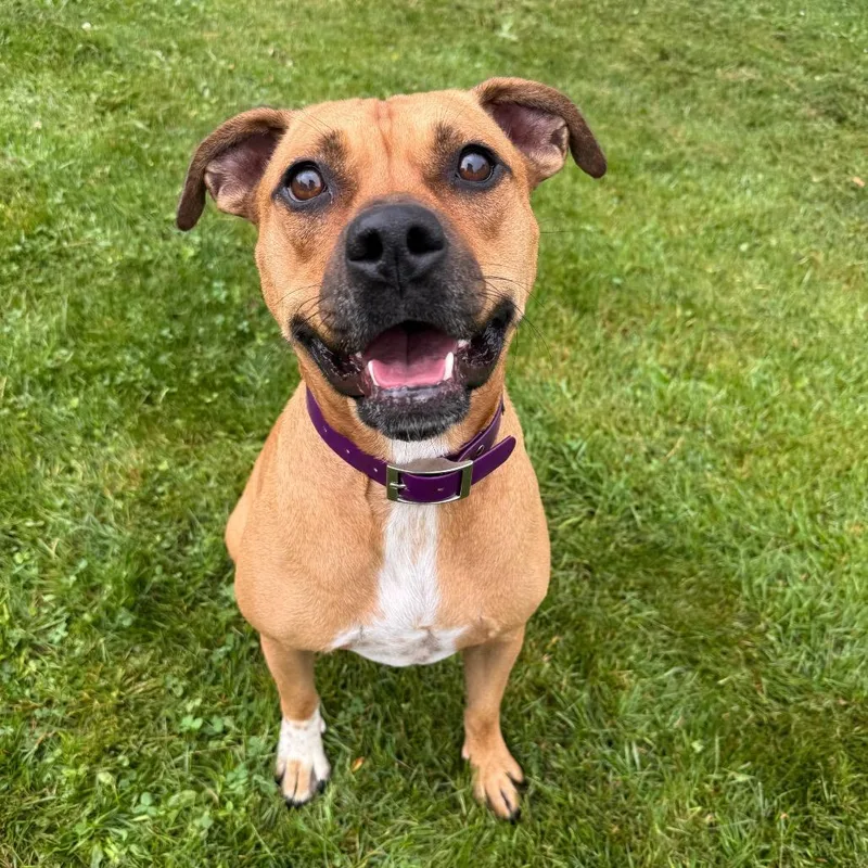An adult medium-sized male Yellow / Tan / Blond / Fawn Mixed Breed dog named Slinky for adoption in Erie, PA