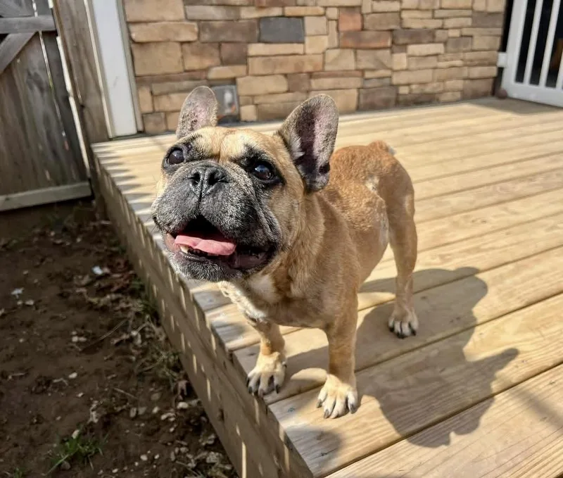 Porkchop thumbnail 3