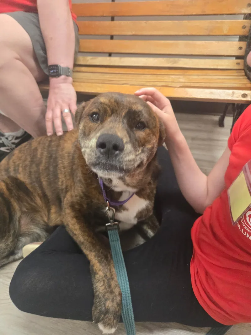 An adult large-sized female Brindle Mixed Breed dog named Raya for adoption in Elyria, OH