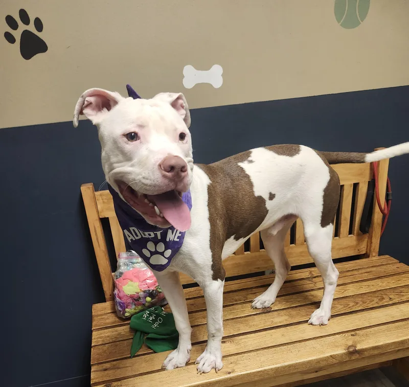 A young large-sized male White / Cream Pit Bull Terrier dog named Alistair for adoption in Mansfield, OH