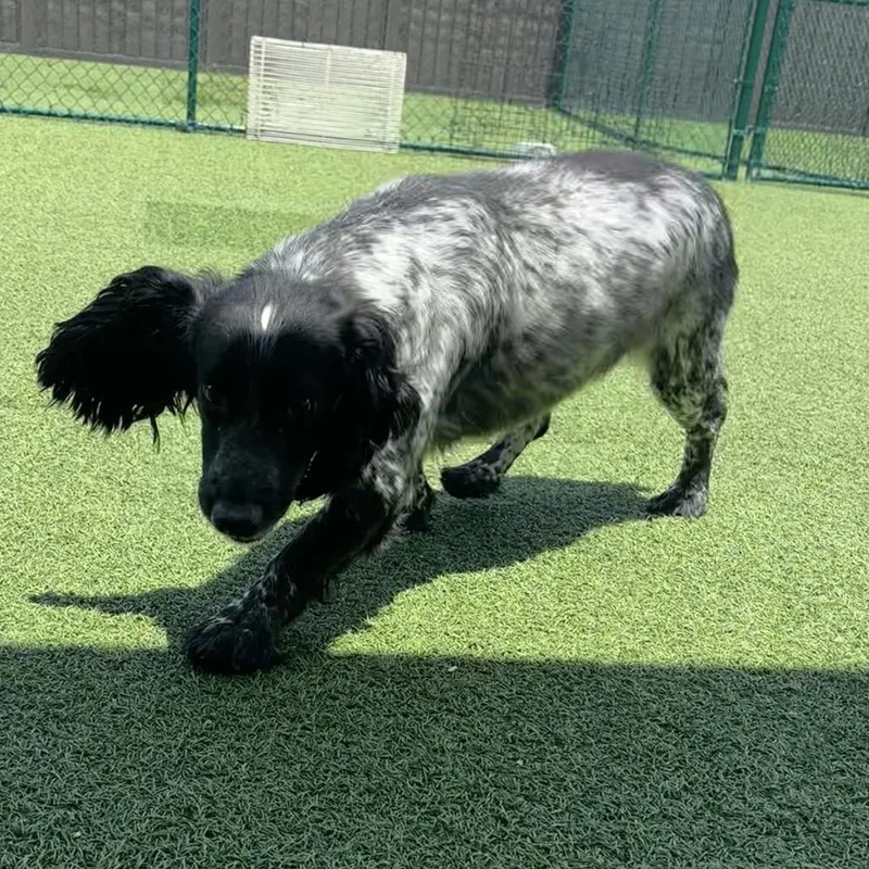 An adult medium-sized female Black English Cocker Spaniel dog named Geraldine for adoption in LOXAHATCHEE, FL