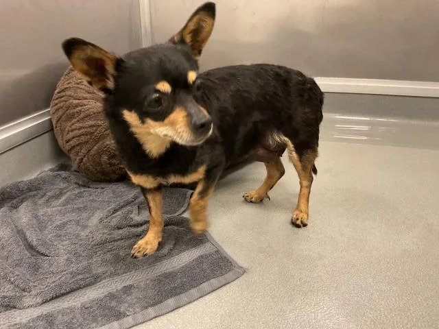 An adult medium-sized female Chihuahua dog named Princesa for adoption in Ontario, CA