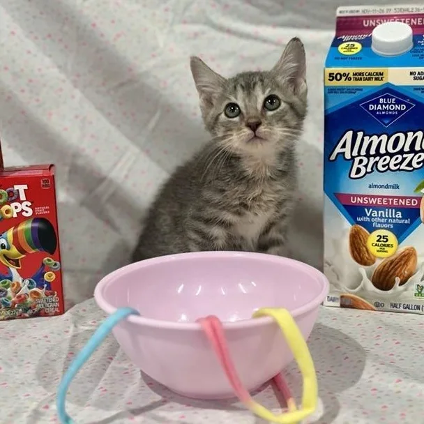 A baby medium-sized female Tabby (Gray / Blue / Silver) Domestic Short Hair cat named Cinnamon Toast for adoption in Prince Frederick, MD