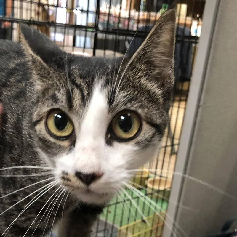 A senior large-sized female Gray / Blue / Silver Domestic Short Hair cat named Glacier for adoption in Lake Panasoffkee, FL