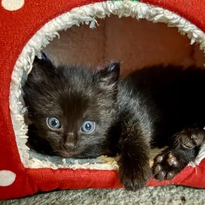 A baby small-sized female Black Domestic Medium Hair cat named Kraken for adoption in Atlanta, GA