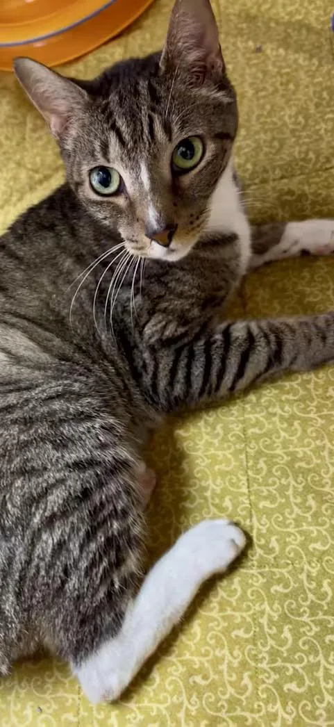 An adult large-sized male Tabby (Brown / Chocolate) Domestic Short Hair cat named Cooper for adoption in Greensboro, NC
