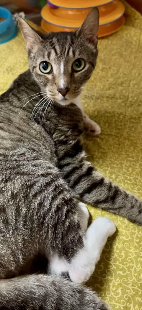 Cooper thumbnail 3