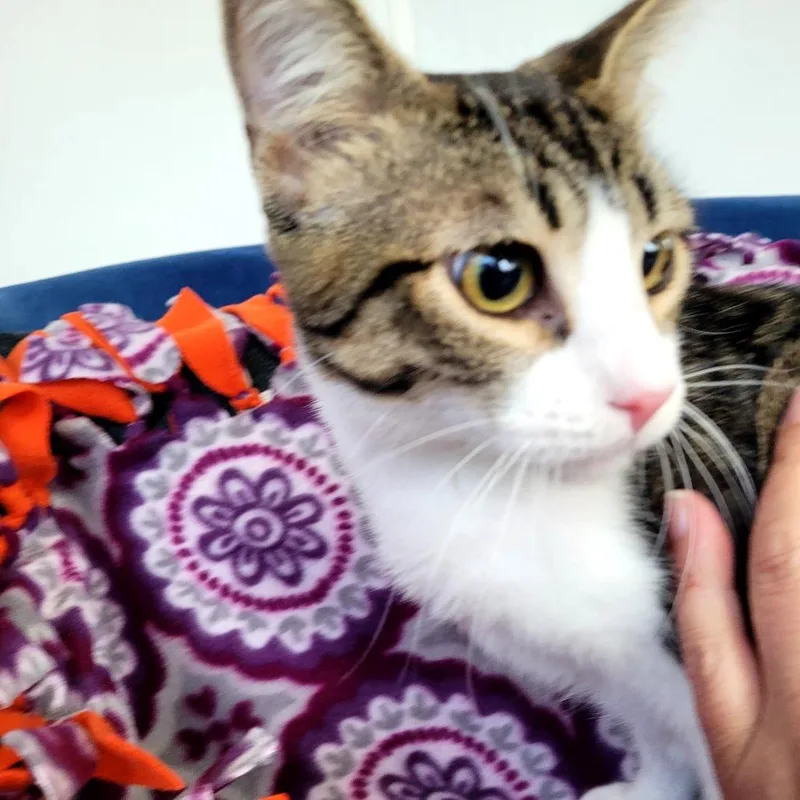 A young medium-sized male Domestic Short Hair cat named Dwayne for adoption in Allyn, WA