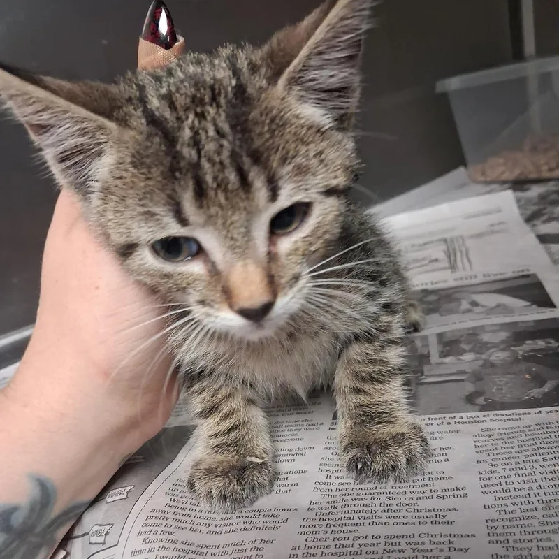 A baby small-sized male Gray / Blue / Silver Domestic Short Hair cat named Speck for adoption in Lufkin, TX