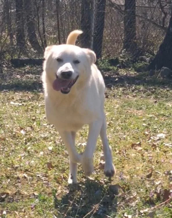 A senior medium-sized male Great Pyrenees dog named Pawpaw for adoption in Seven Points, TX
