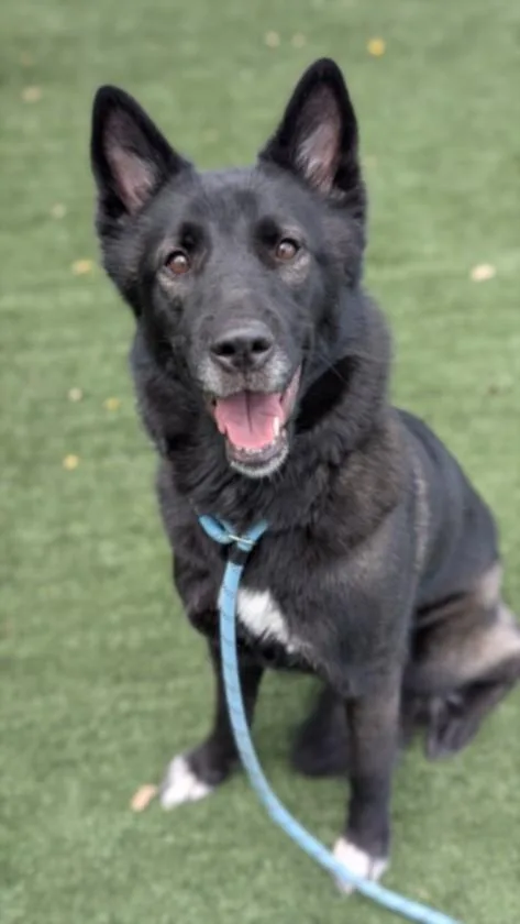 An adult small-sized female Husky dog named Athena for adoption in Chatsworth, CA