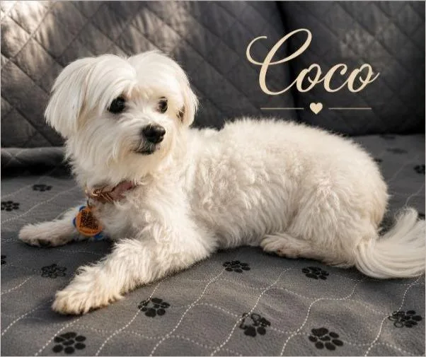 A senior small-sized female White / Cream Maltese dog named Coco for adoption in Miami, FL