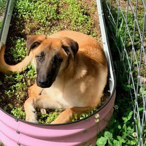 A young large-sized male Brown / Chocolate German Shepherd Dog dog named Roofus for adoption in Tacoma, WA