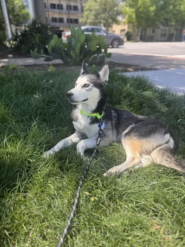 A young medium-sized female Siberian Husky dog named Kaia for adoption in Austin, TX
