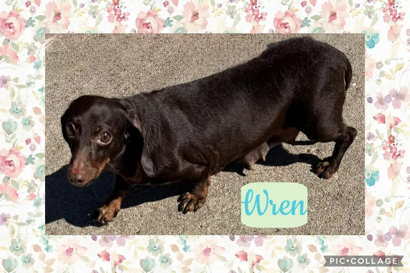 Dachshund: Wren