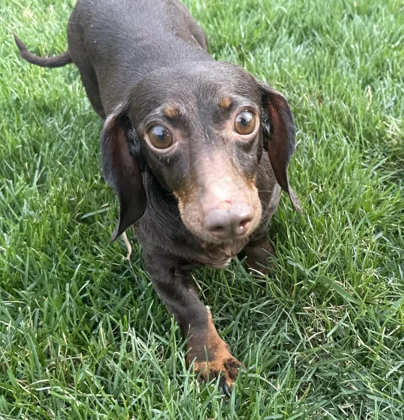 Dachshund: Wren thumbnail 2