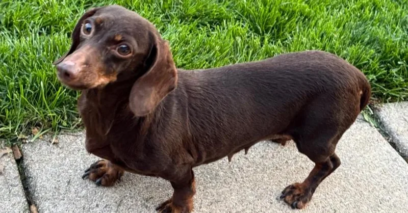 Dachshund: Wren thumbnail 3