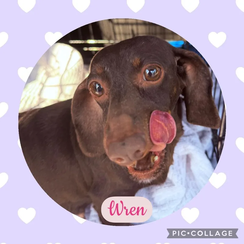 Dachshund: Wren thumbnail 4