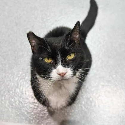 A senior medium-sized female Domestic Short Hair cat named Kainé for adoption in Ringoes, NJ