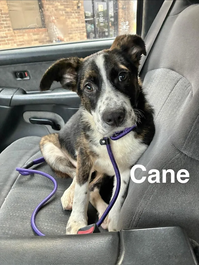 A baby medium-sized male Border Collie dog named Cane for adoption in Manchester, CT