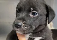 A baby medium-sized male Mixed Breed dog named Dash for adoption in West Chester, PA
