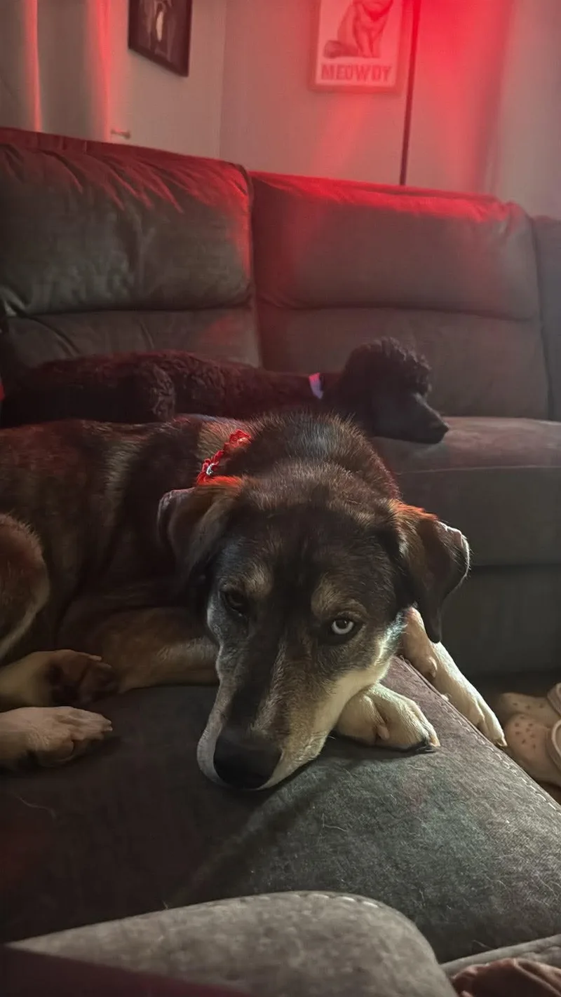 An adult medium-sized female Shepherd dog named Rizzy for adoption in Grand Forks, ND