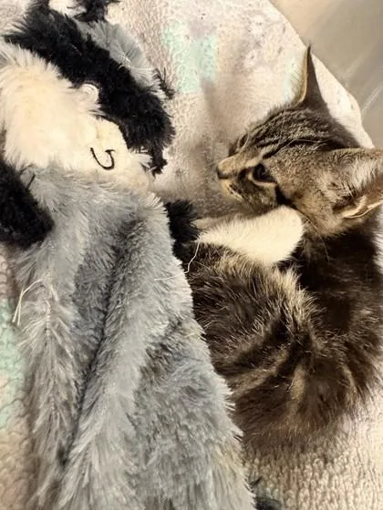 A baby small-sized male Domestic Short Hair cat named Pendleton for adoption in Memphis, TN
