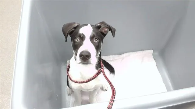 A baby medium-sized male Labrador Retriever dog named Psychonauts for adoption in Omaha, NE