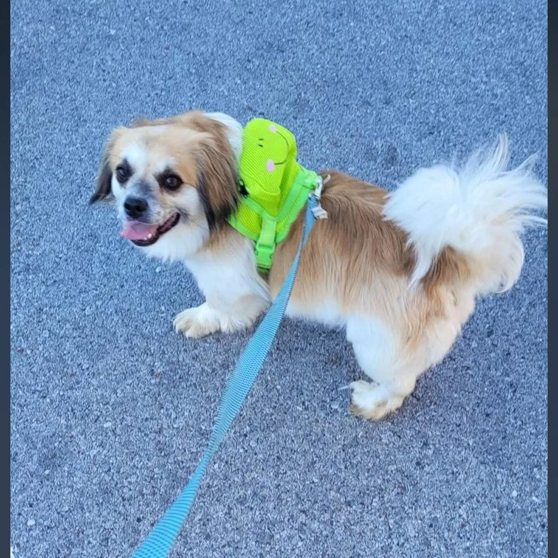 An adult small-sized male Apricot / Beige Corgi dog named Snookie for adoption in Springfield, MO