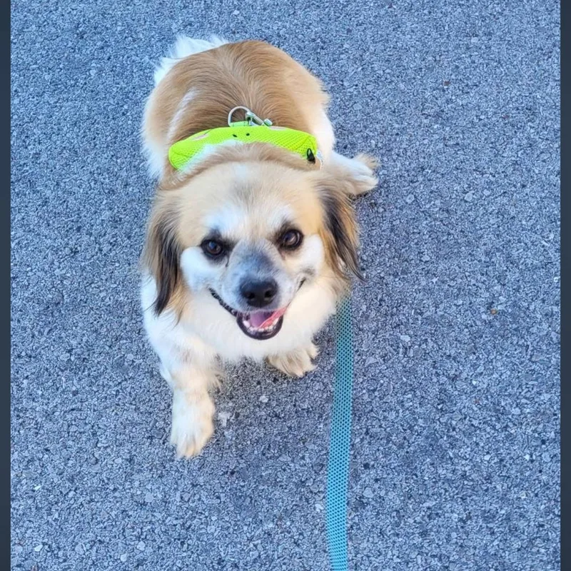 Snookie thumbnail 2