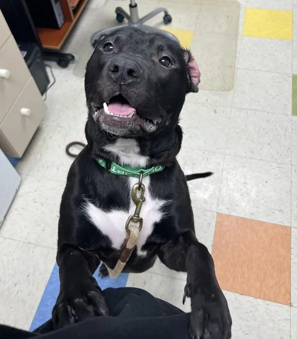 A young large-sized male Pit Bull Terrier dog named Butchy for adoption in Sioux City, IA