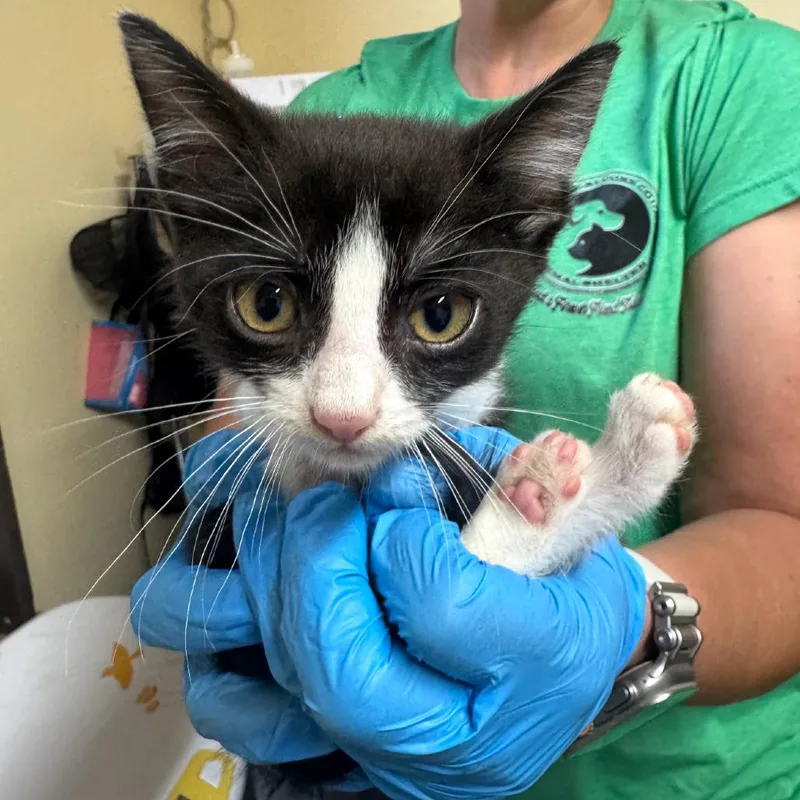 A baby small-sized female Black Domestic Medium Hair cat named Toffee for adoption in Corinth, MS
