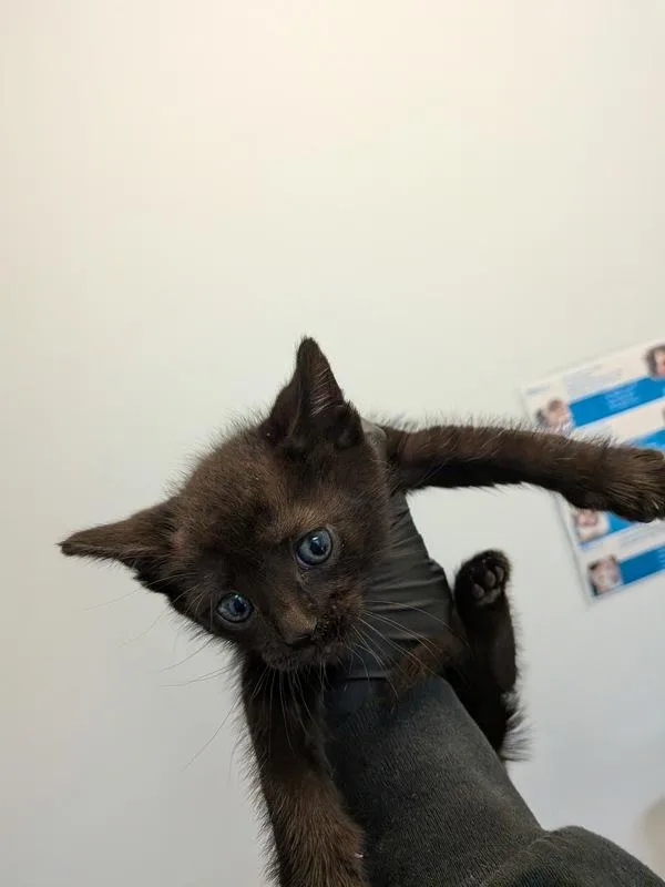 A baby small-sized male Domestic Short Hair cat named Yoshi for adoption in San Diego, CA