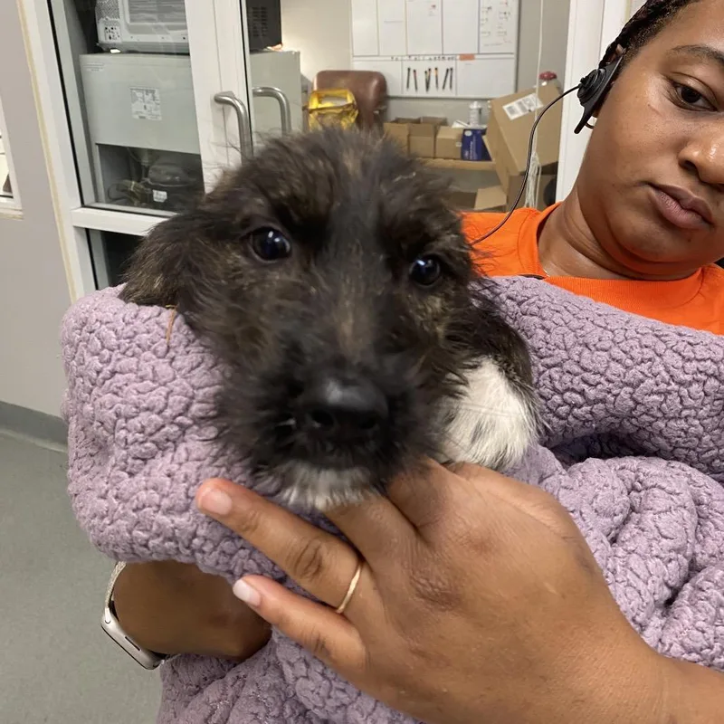 A baby small-sized female Black German Shepherd Dog dog named Singer for adoption in Westminster, CA