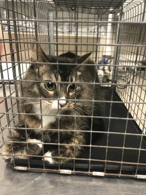 An adult medium-sized female Domestic Short Hair cat named Jojo for adoption in Conroe, TX
