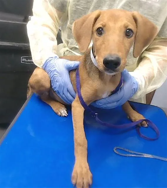 A baby small-sized female Redbone Coonhound dog named Didi for adoption in Phoenix, AZ