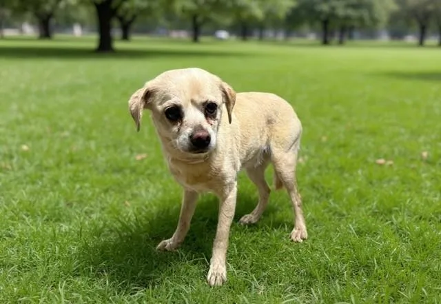 An adult medium-sized female Chihuahua dog named Choppy for adoption in Castaic, CA